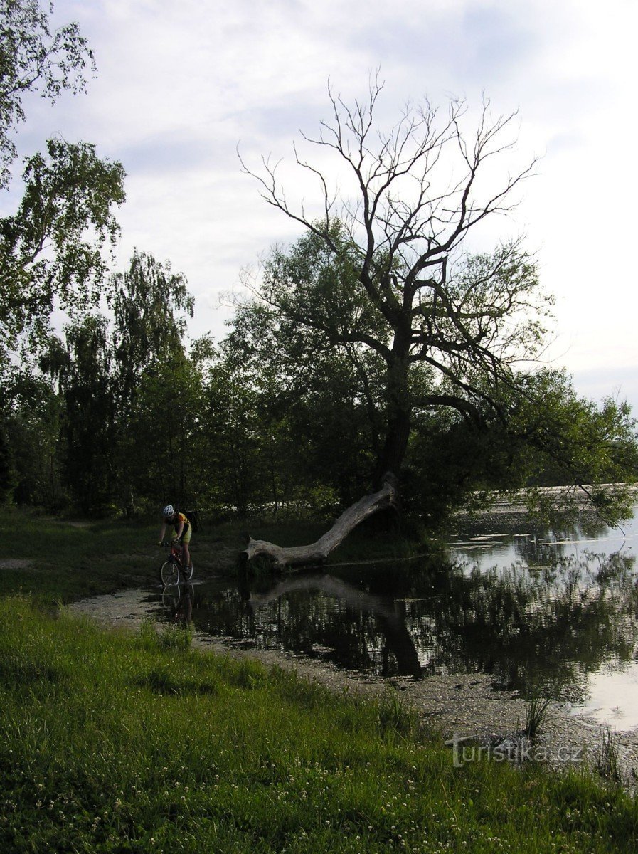 Poděbrady