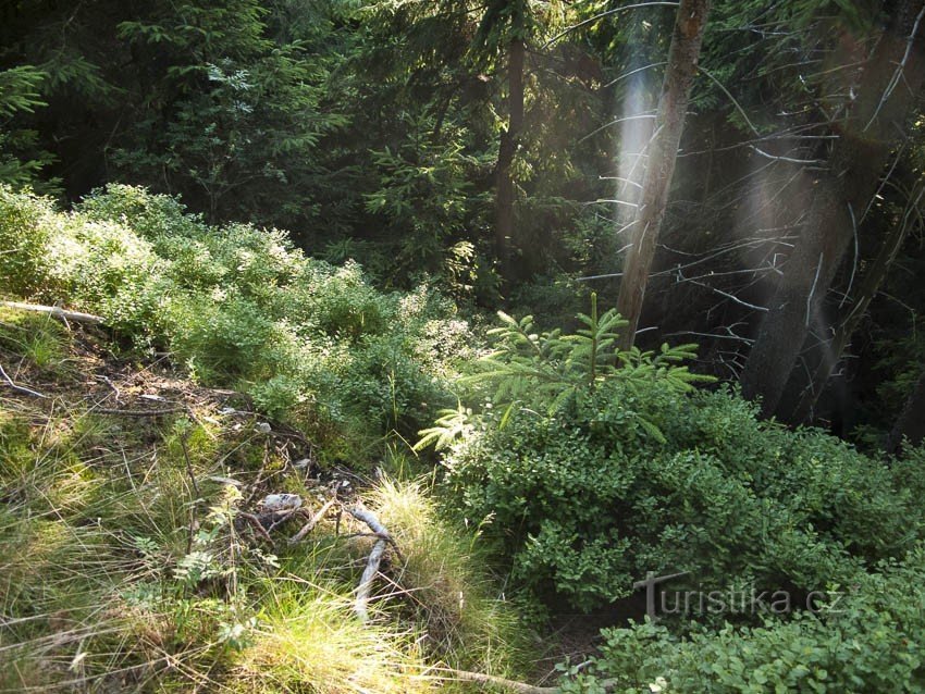 Verdächtiges Loch im Wald