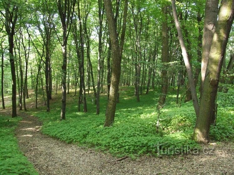 Podkomorsky forests