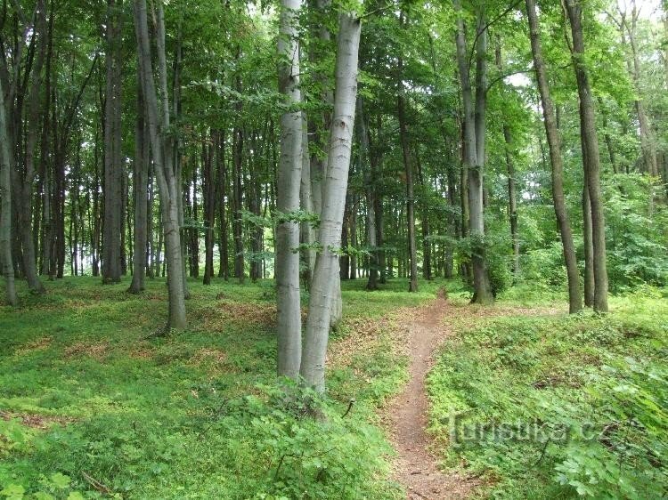 Podkomorsky-Wälder