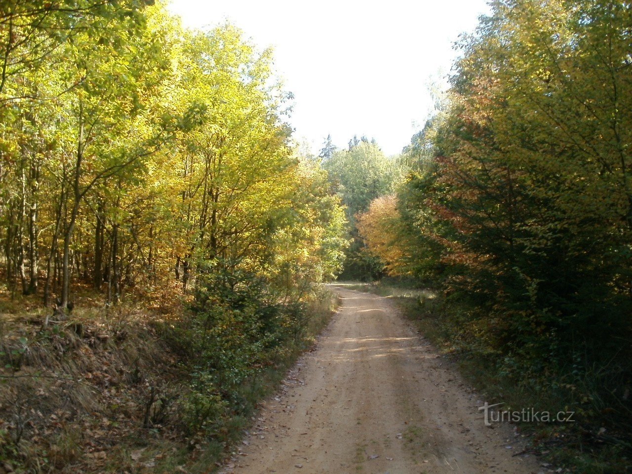 Forêts de Podkomorsky