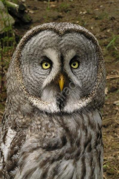 Podkrušnohorský zoopark