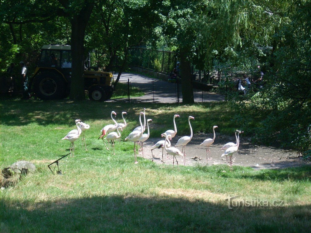 Podkrušnohorský 动物园 Chomutov