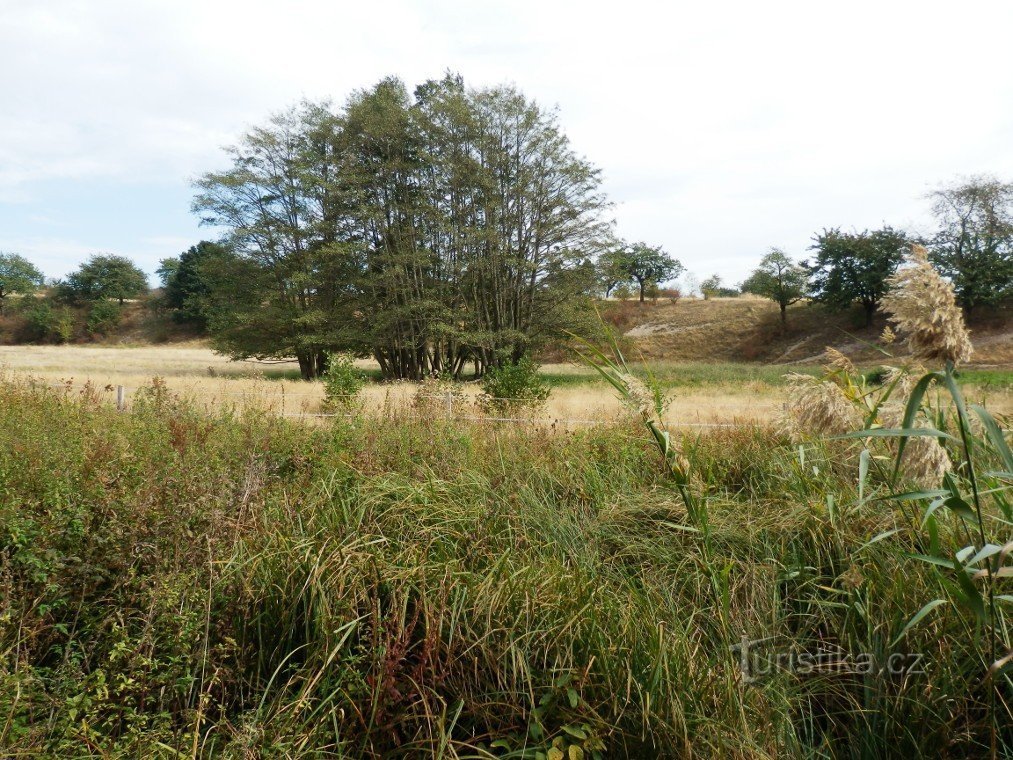 De acordo com a vegetação crescida, a lagoa foi drenada por um longo tempo