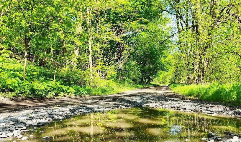 O caminho para o Odra através da floresta