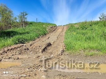 Ścieżka do Odry przez las