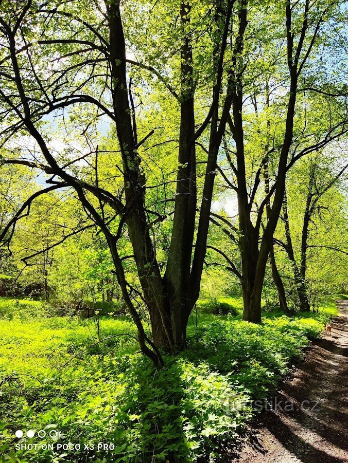 Het pad naar de Odra door het bos