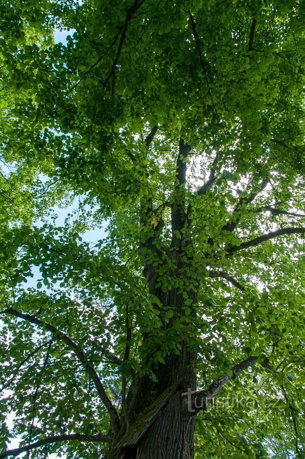 Podlesí – Linden nær kirken (nær Kuběnků)