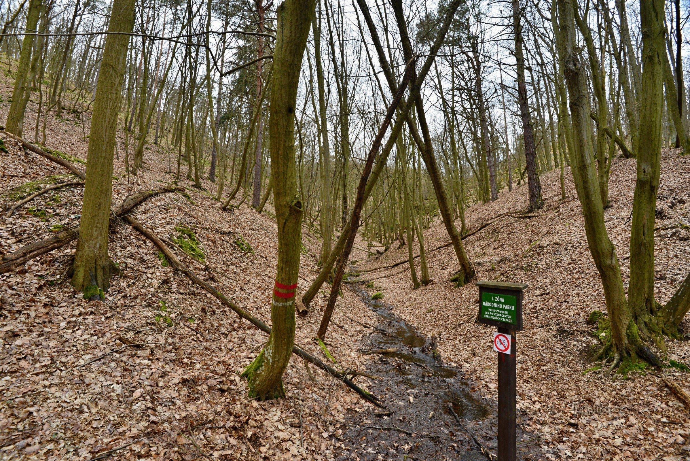 Podyjí: on the green path from Popice