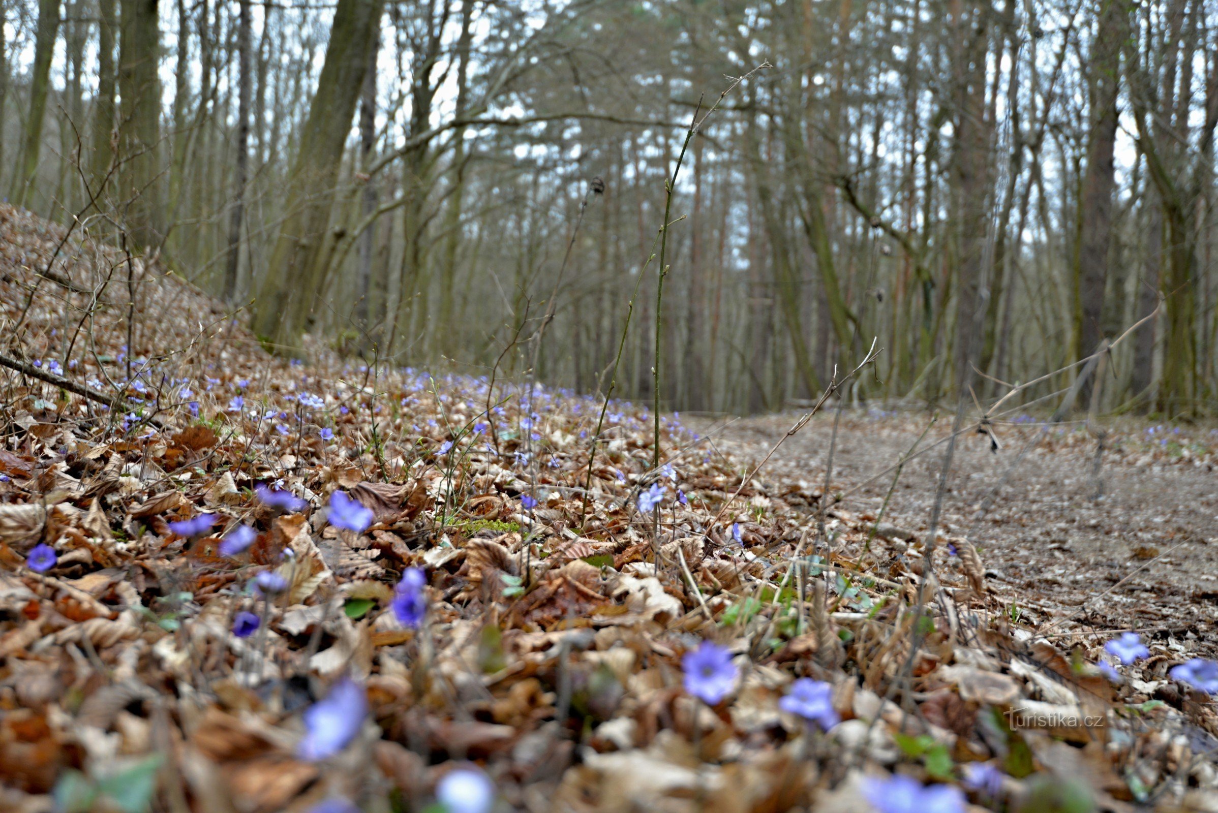 Podyjí: on the green path from Popice, liverworts are blooming