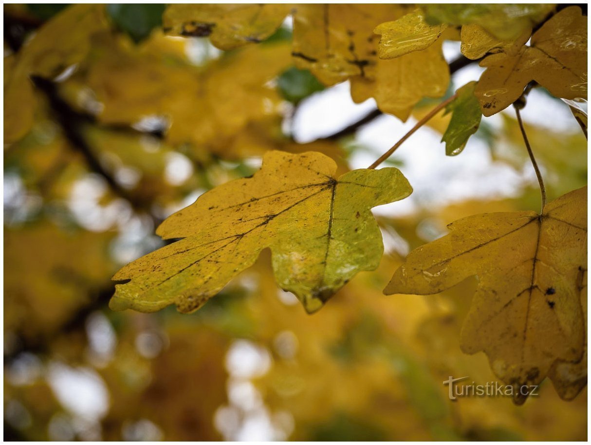 Herfst op Bluďák 31.10.2020