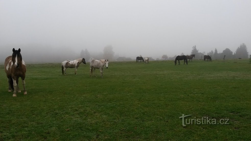 Herfst in de wei