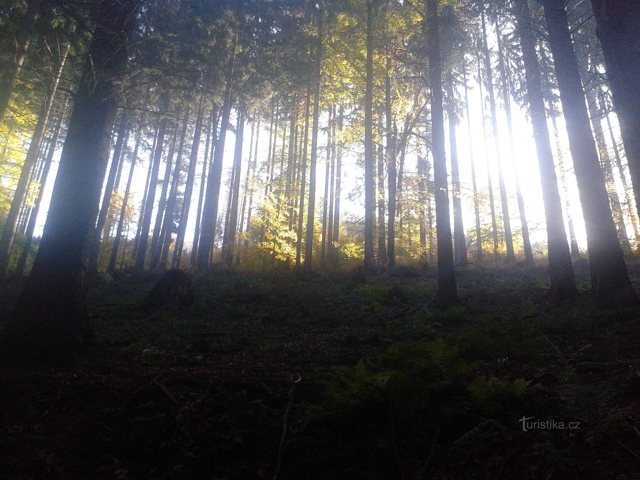 l'automne s'est glissé dans les bois