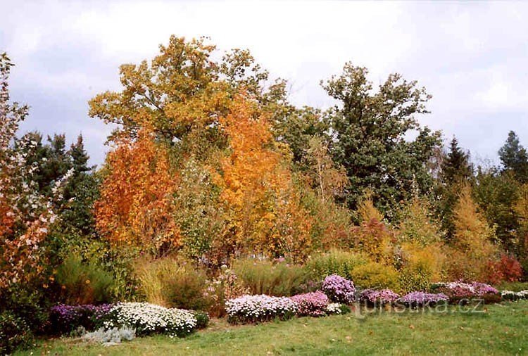 Jesień w Arboretum N.Dvůr