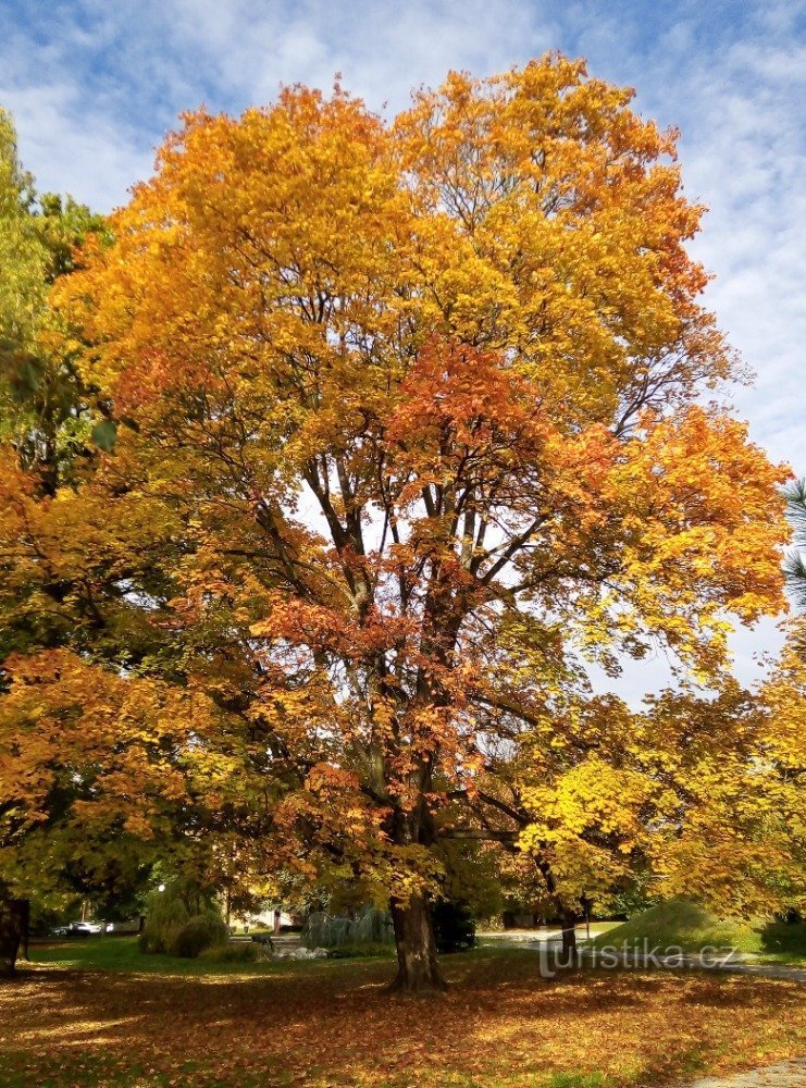 Herbst in Šumperk