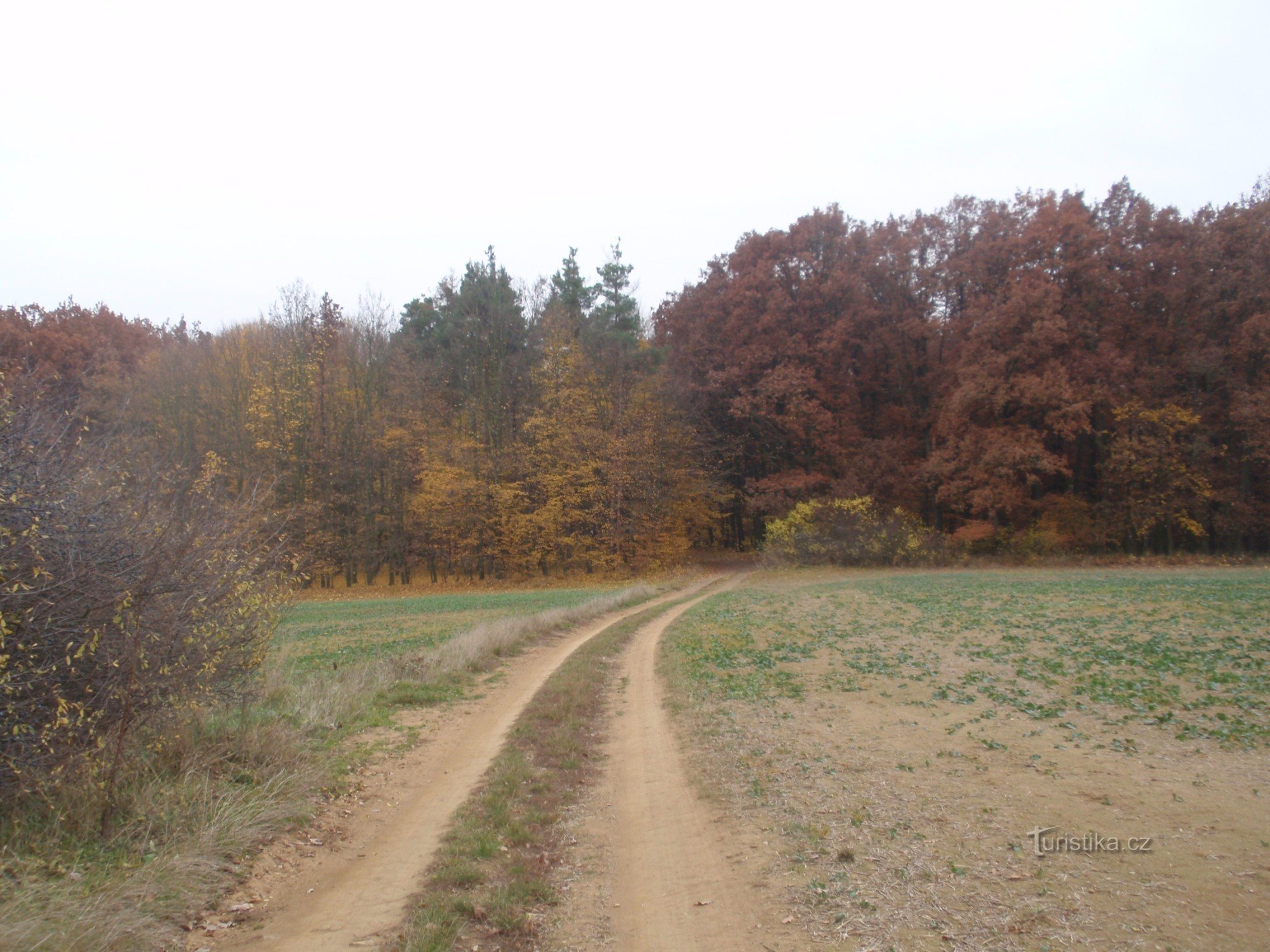 Castor d'automne droit avec un bout rond :)