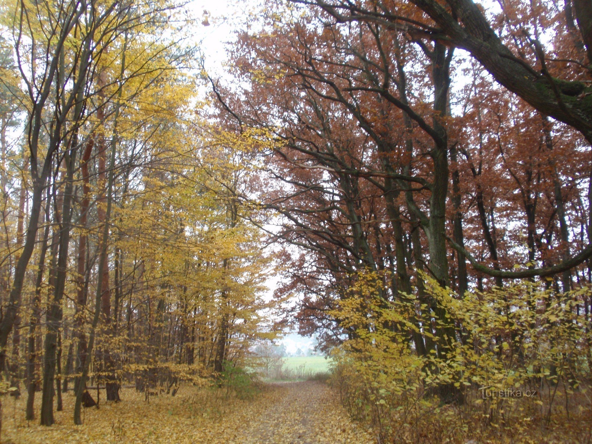 Castor d'automne droit avec un bout rond :)