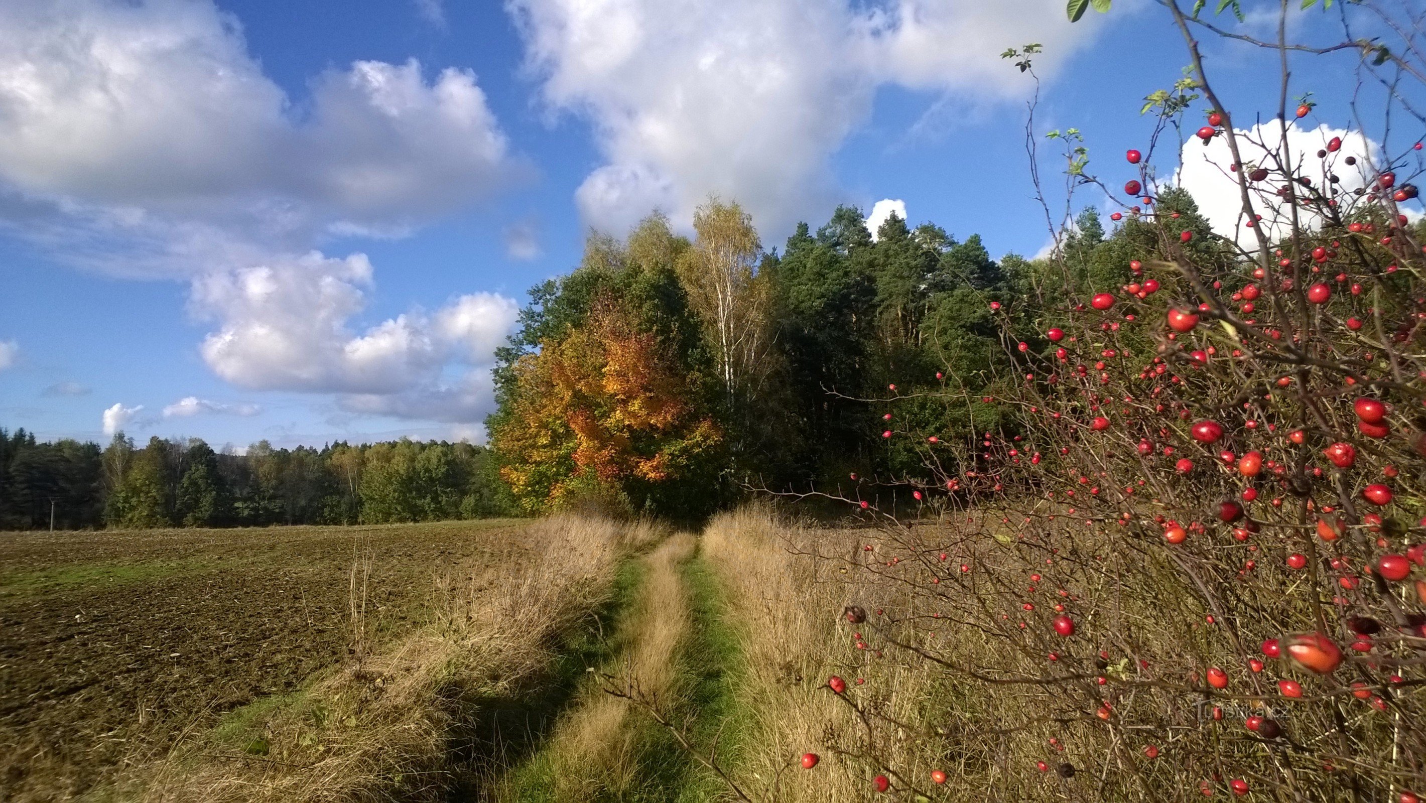 autumn journey near Světlica.