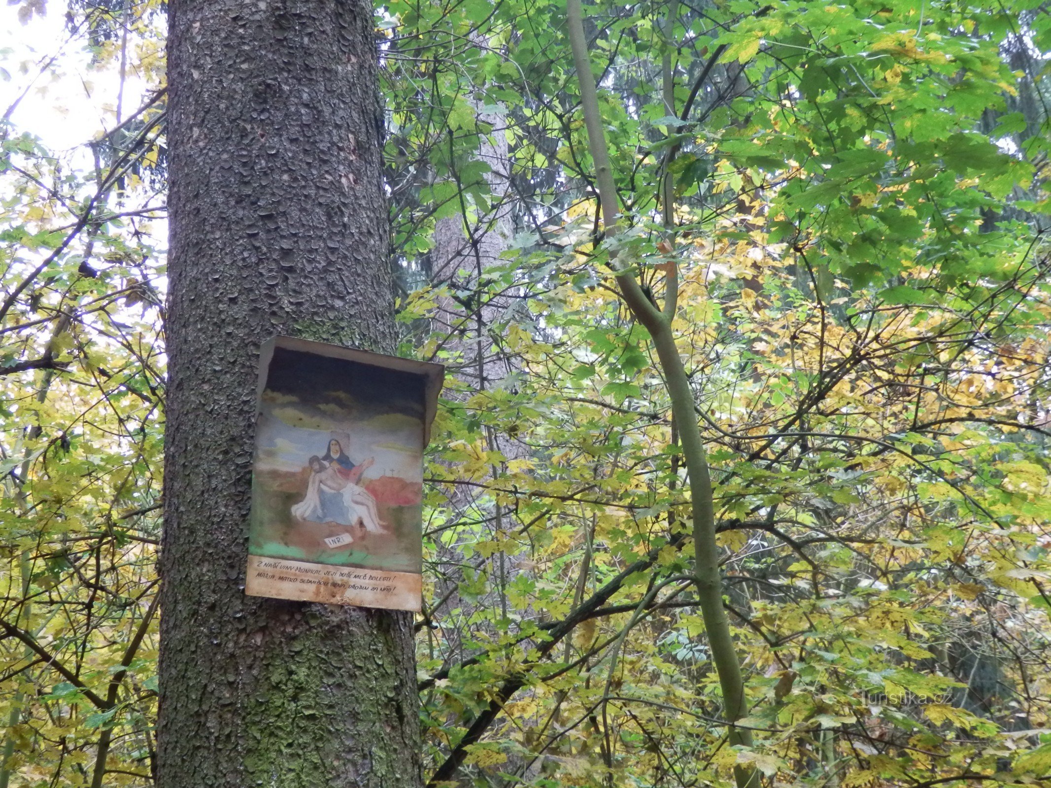 Herbstliches Pilzesammeln in der Region Vyškov