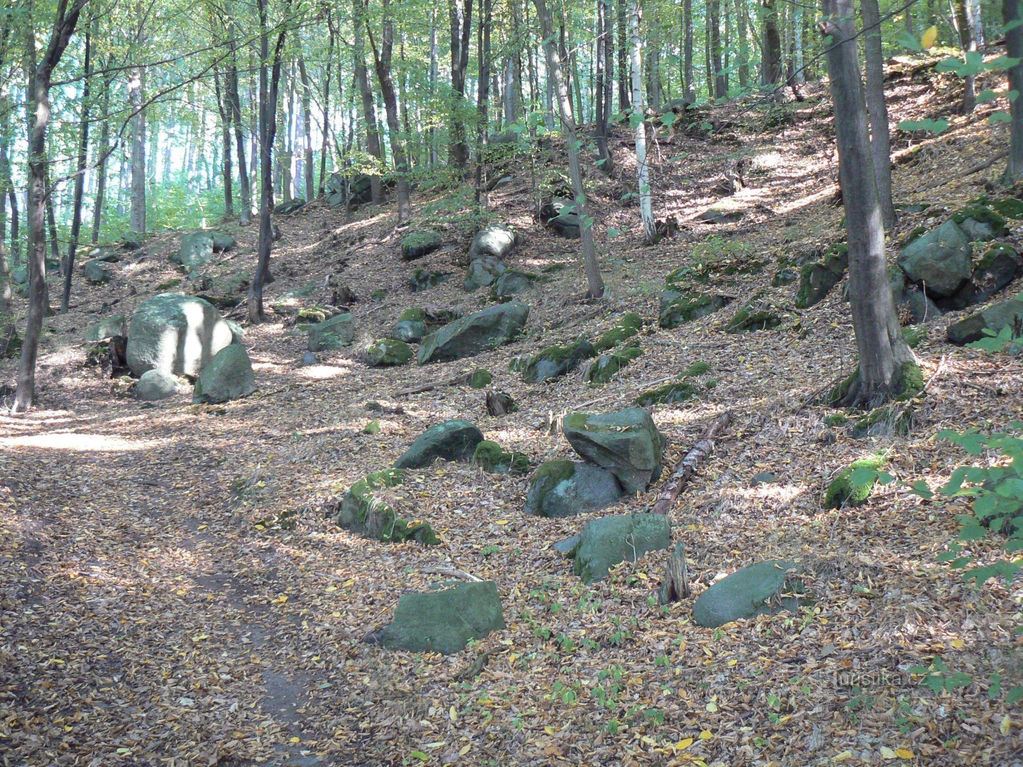 Forêt d'automne