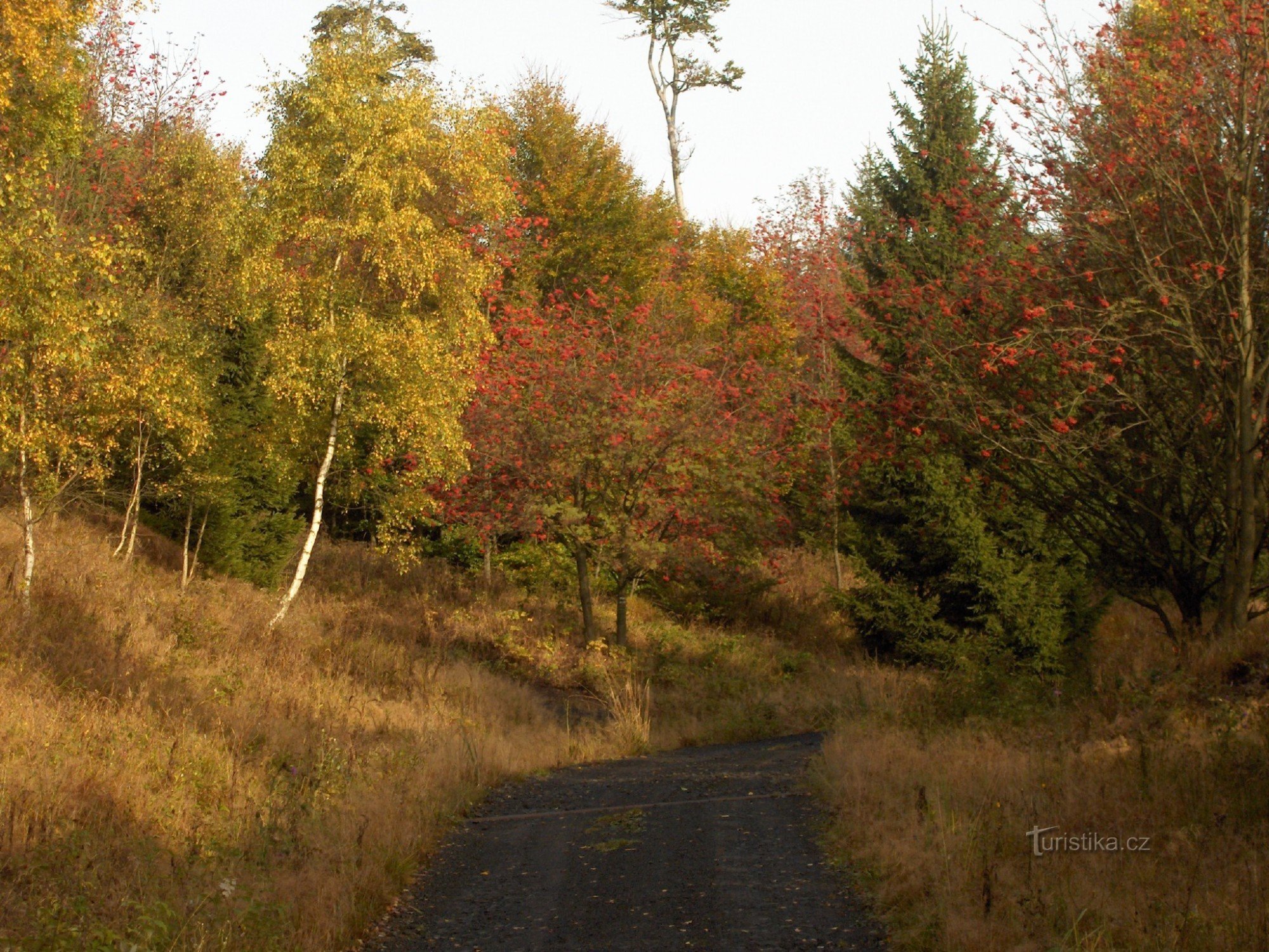 bosque de otoño