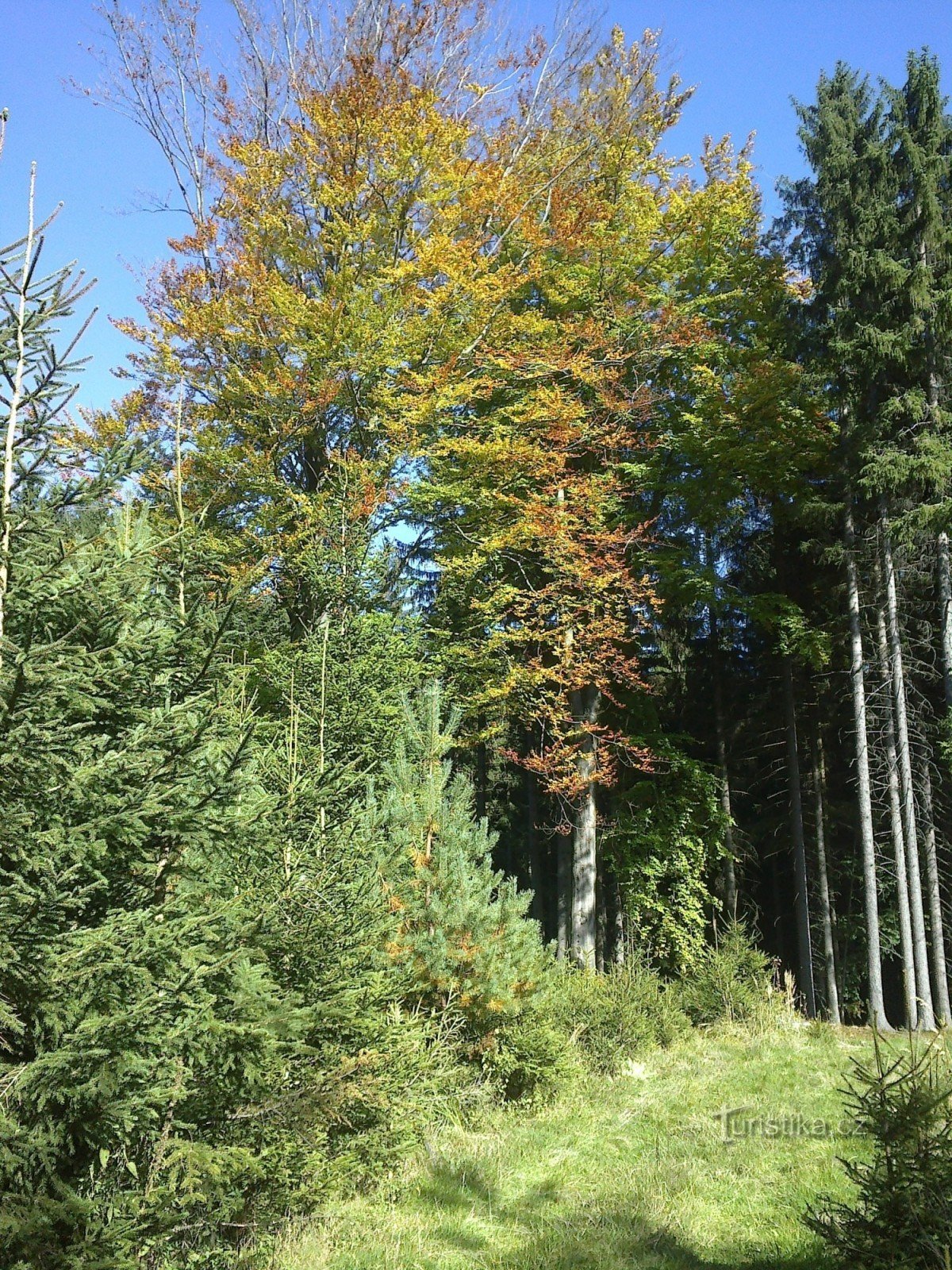 Proseč 附近的秋天森林。