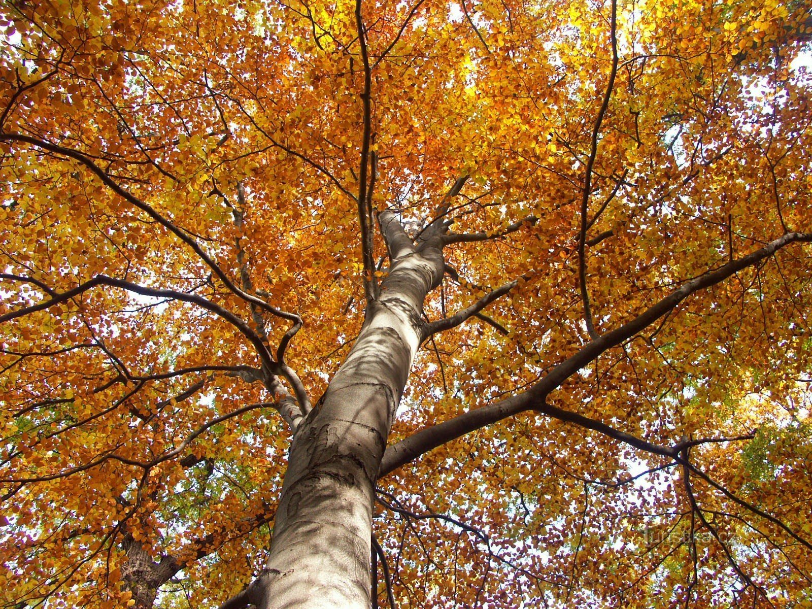 Cibulka autumn park