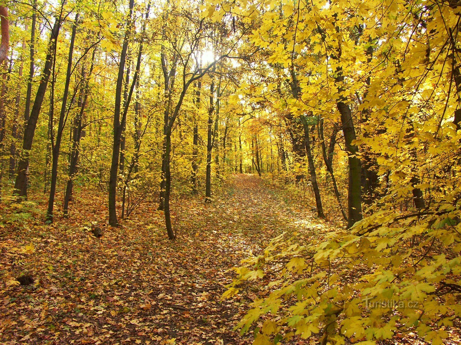 Parc d'automne de Cibulka