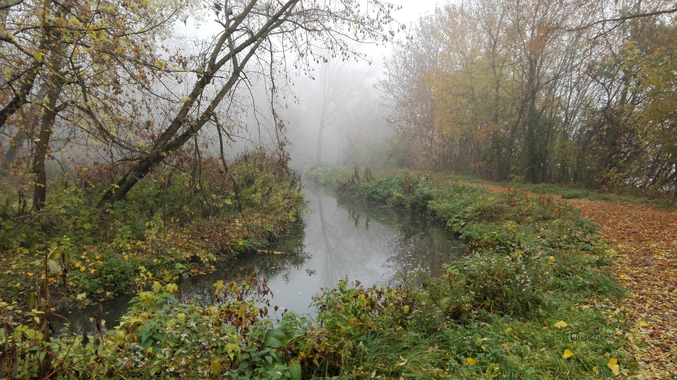 Herfst natuur bij de beek