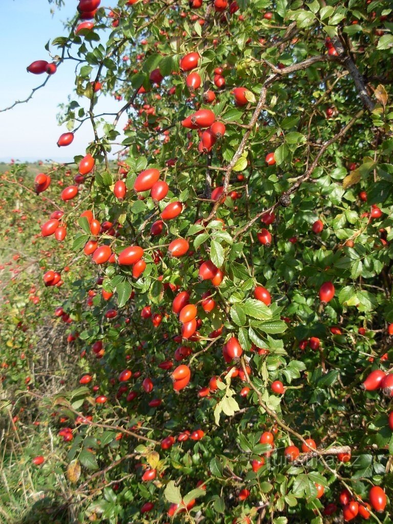 The autumn harvest is not only rich in vines...