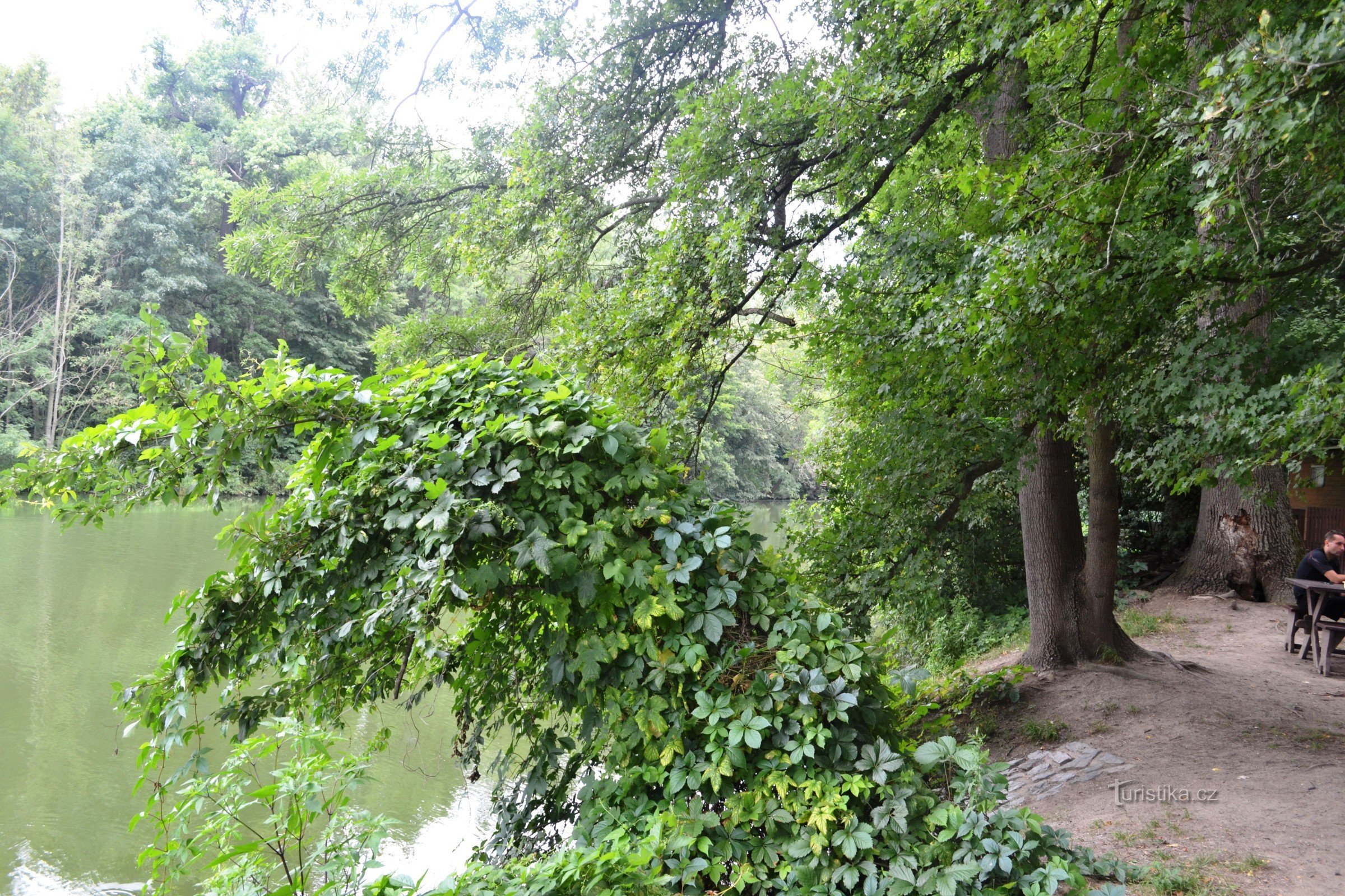 vista de árvores e canal