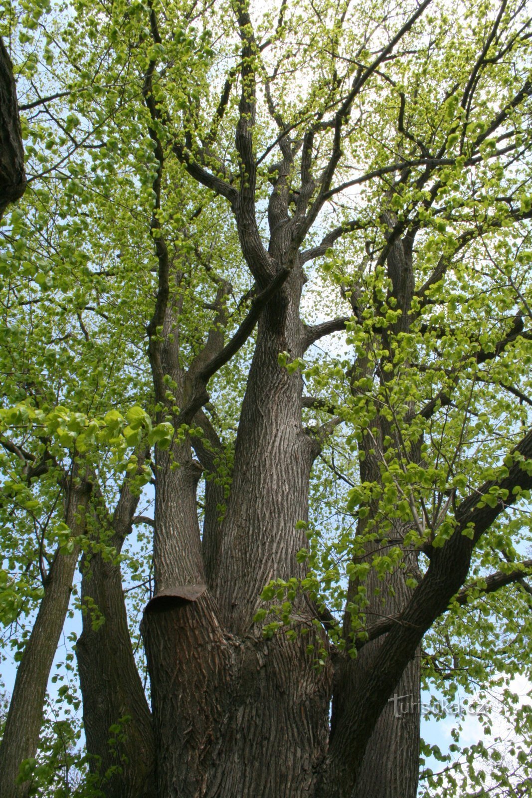Une vue dans la couronne d'un tilleul commémoratif avec une cavité couverte