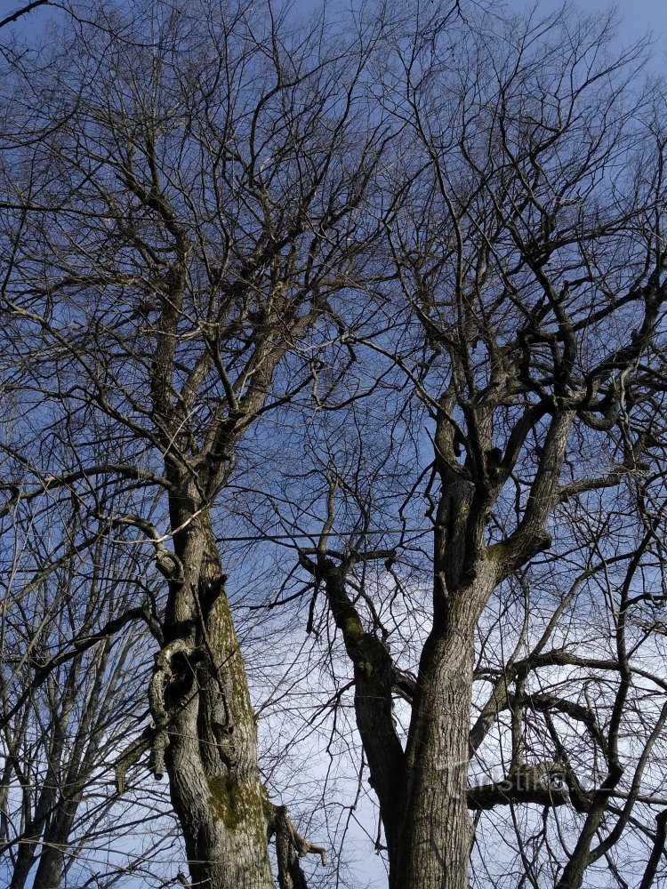 View into the crown with binding