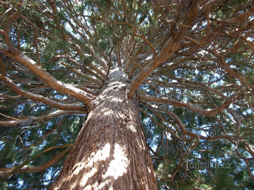 Une vue sur la couronne de séquoias