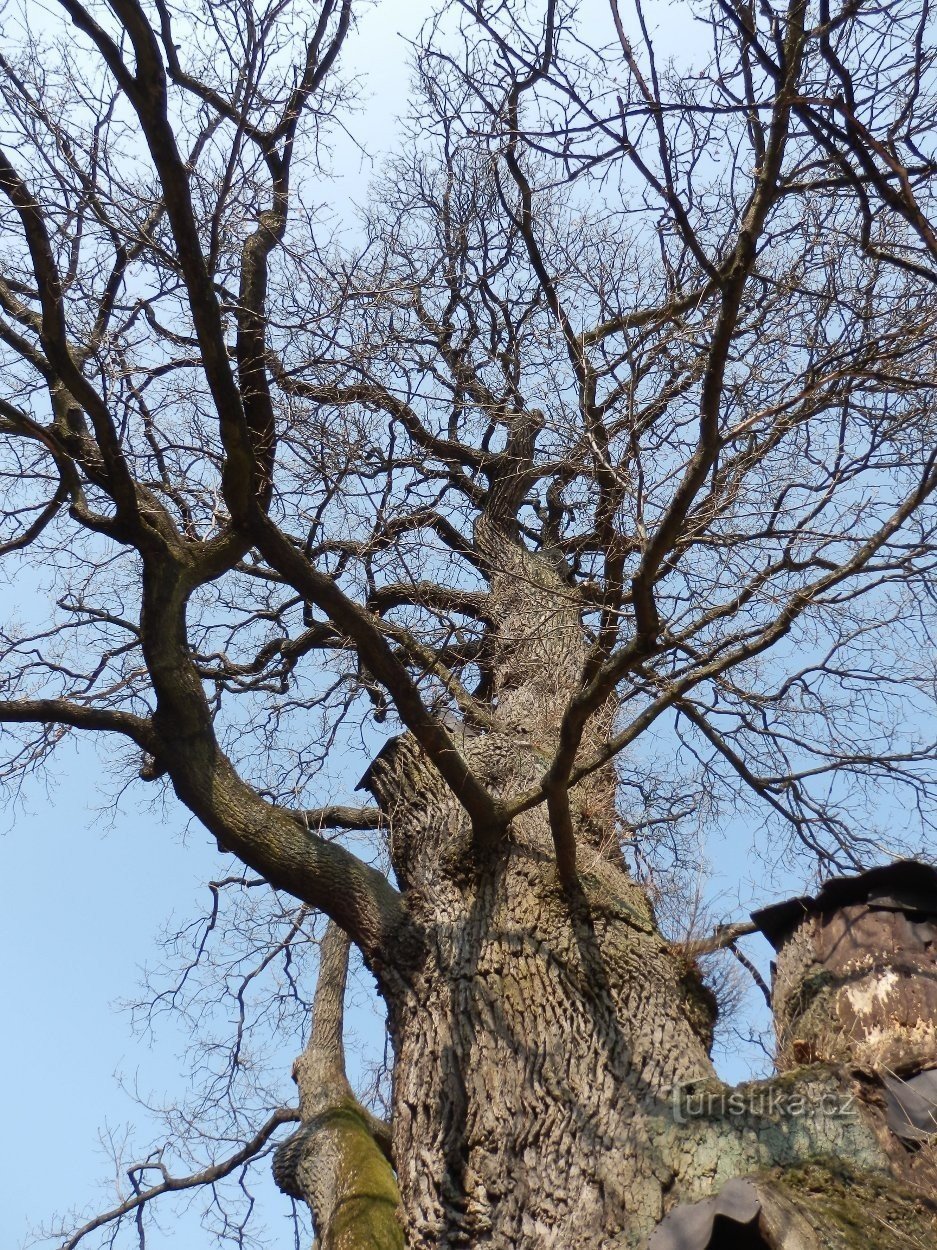 Una vista nella corona di un albero