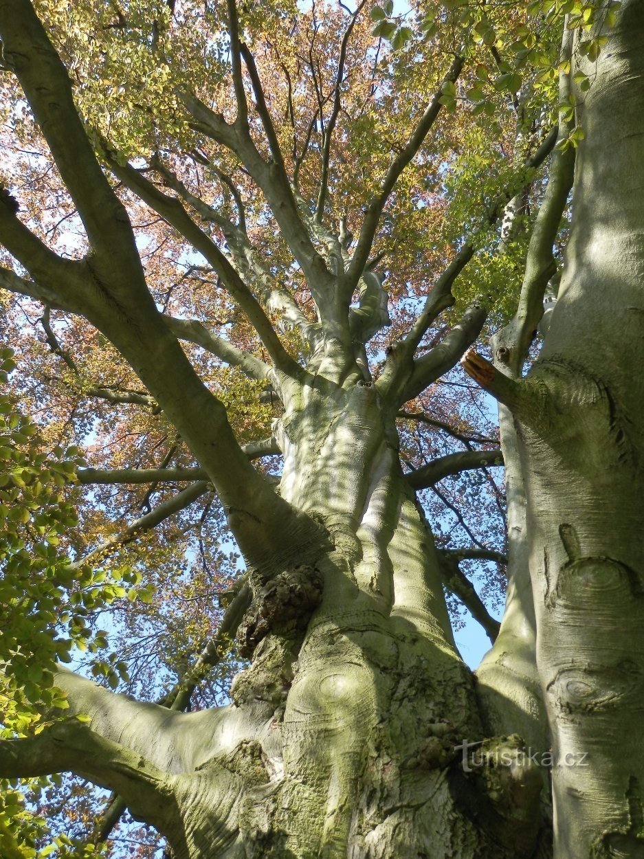 Ein Blick in die Krone eines Baumes