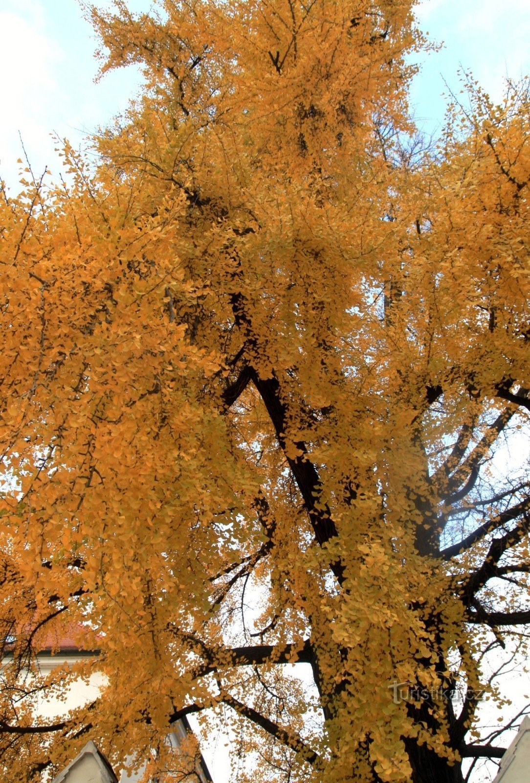 Une vue dans la couronne d'un arbre