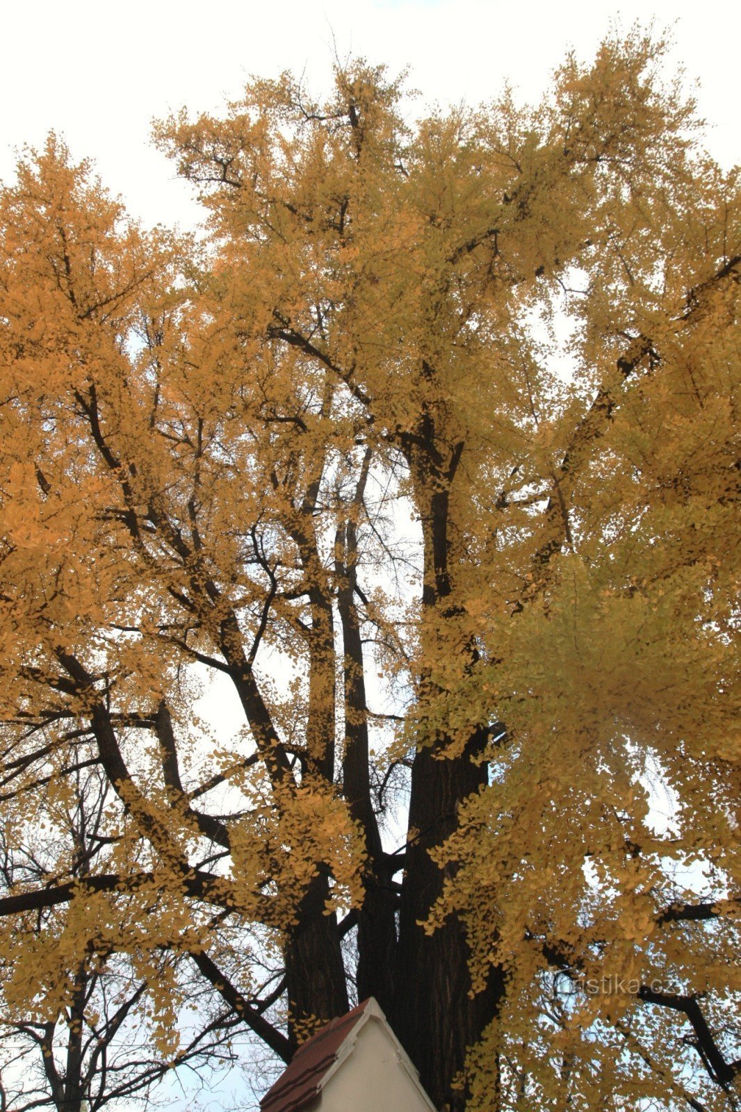 Ein Blick in die Krone eines Baumes