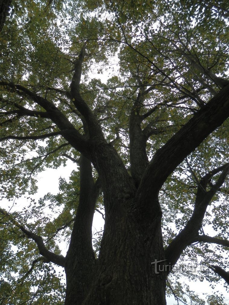 Une vue dans la couronne d'un arbre