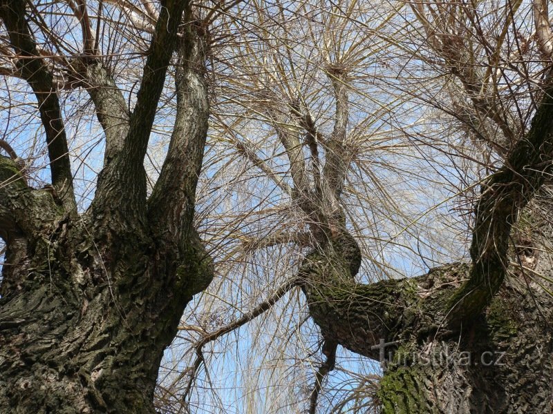 Una vista nella corona di un albero