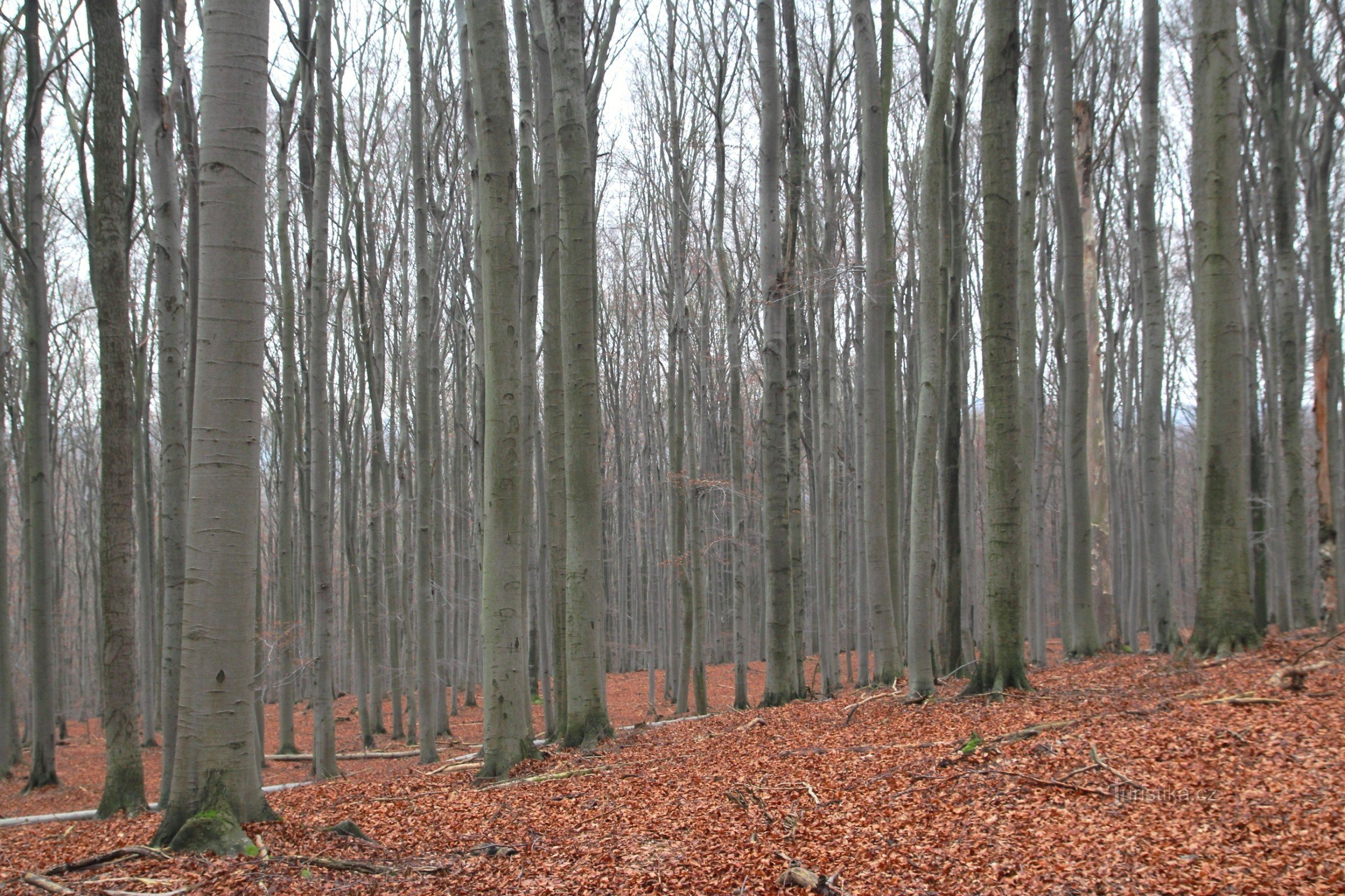 Um olhar dentro da Reserva Natural Nacional Habrůvecká bučina