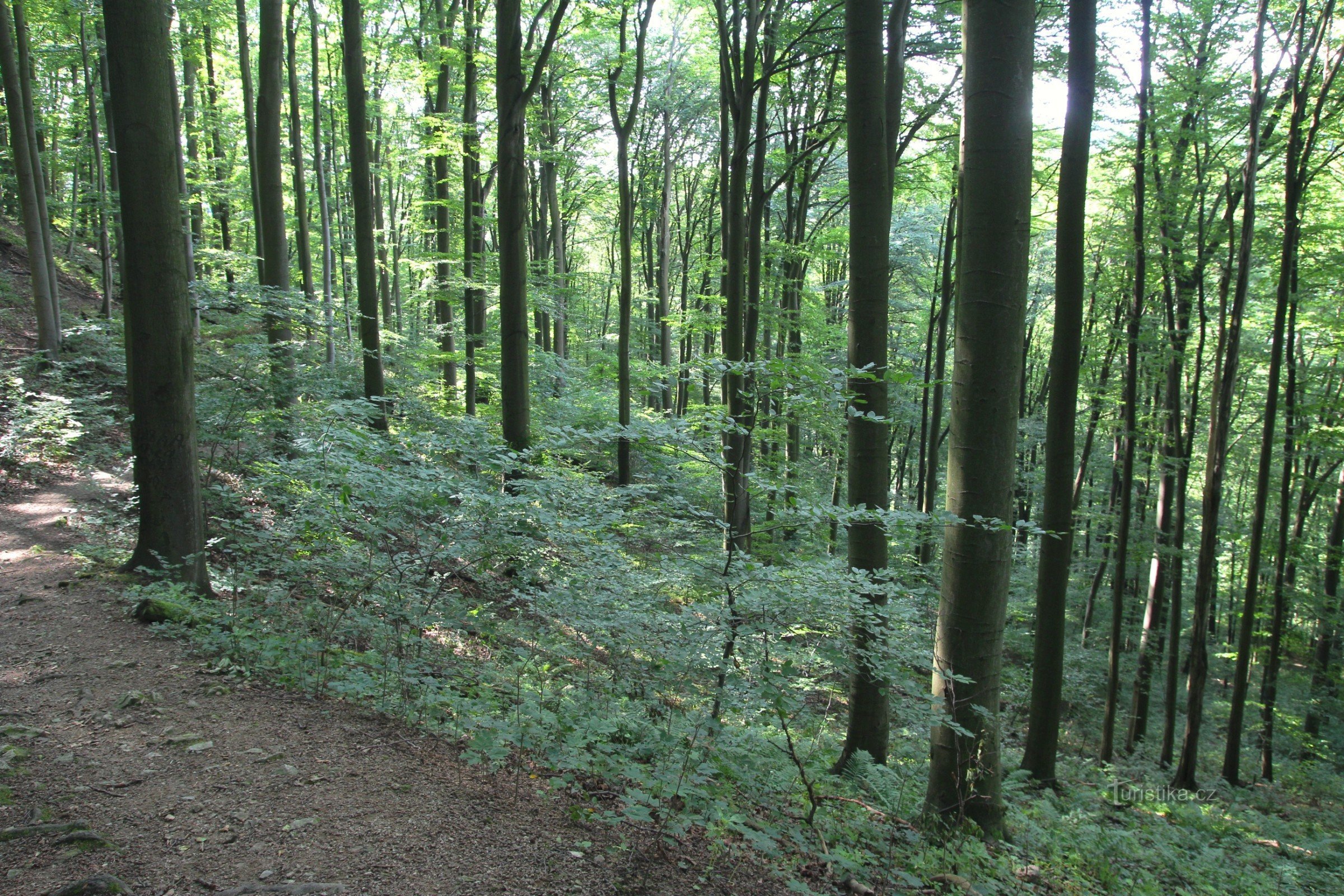 View inside the reserve with tourist paths