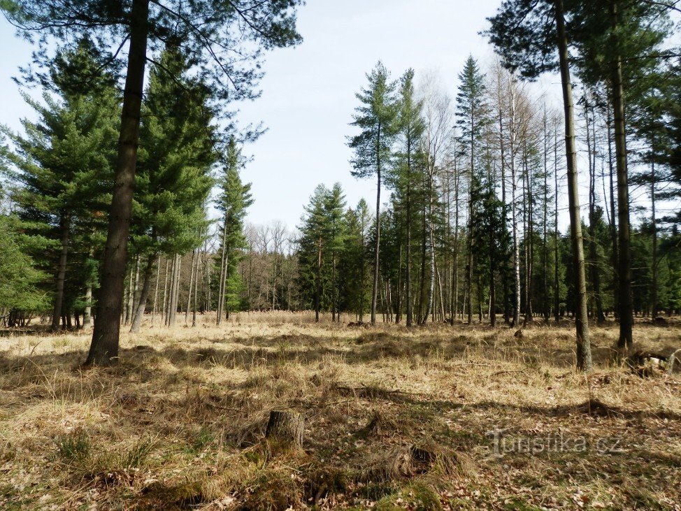 Una vista della riserva naturale attraverso la recinzione, il Lesní potok scorre accanto agli alberi a foglie caduche nella parte posteriore