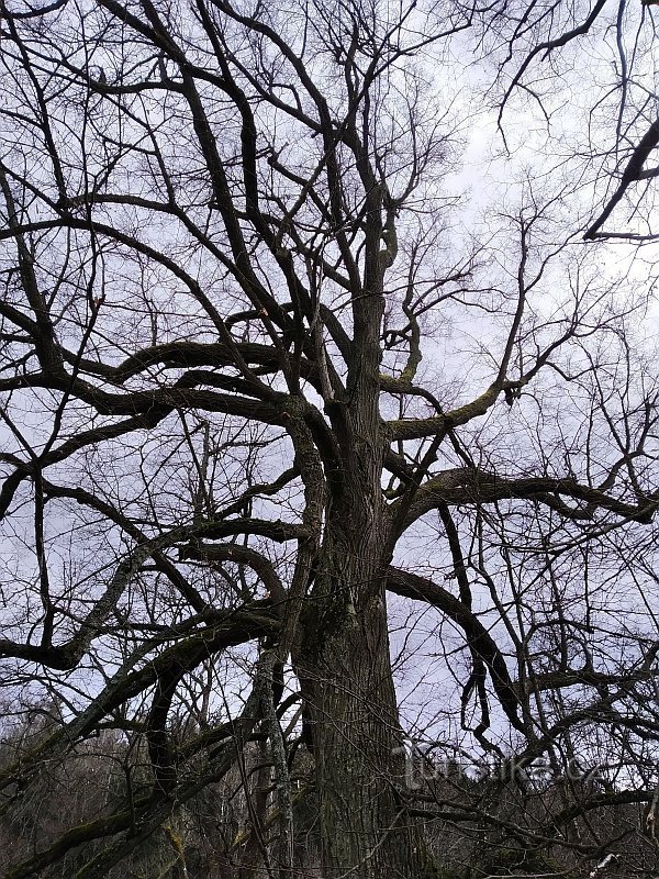 View into the healthy crown of the memorial linden