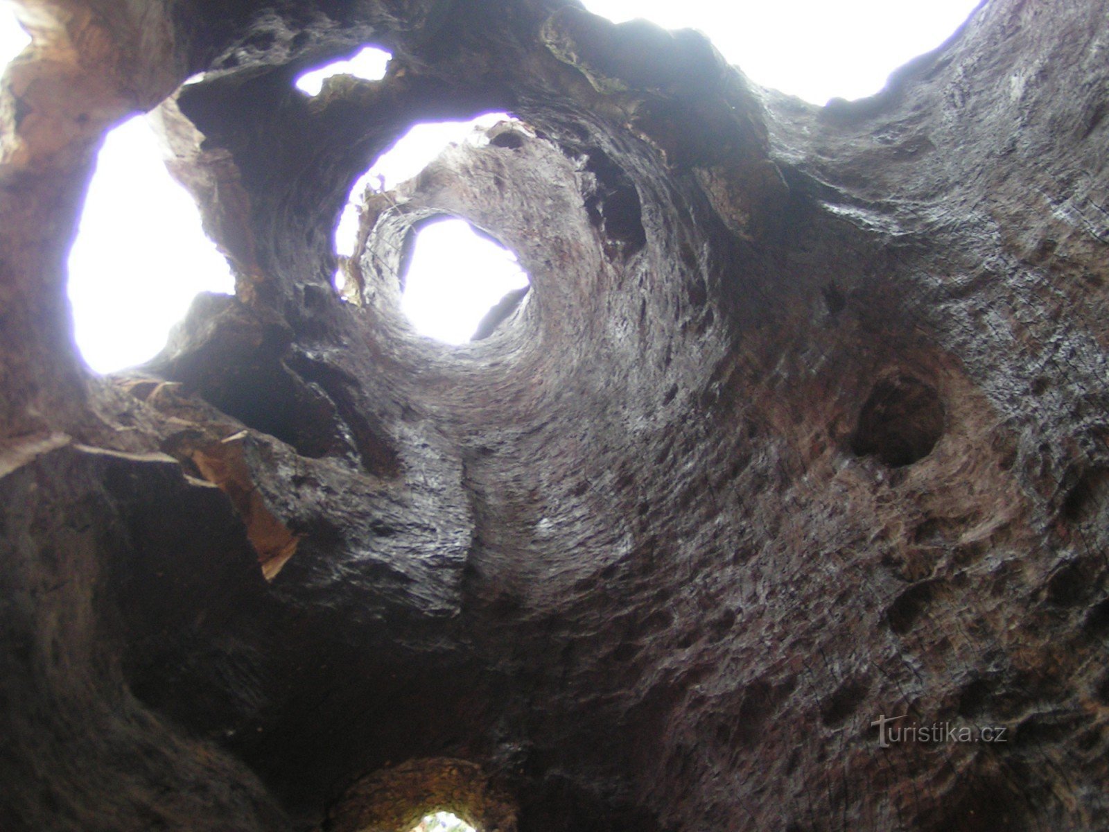 View through the hollow trunk of a maple tree