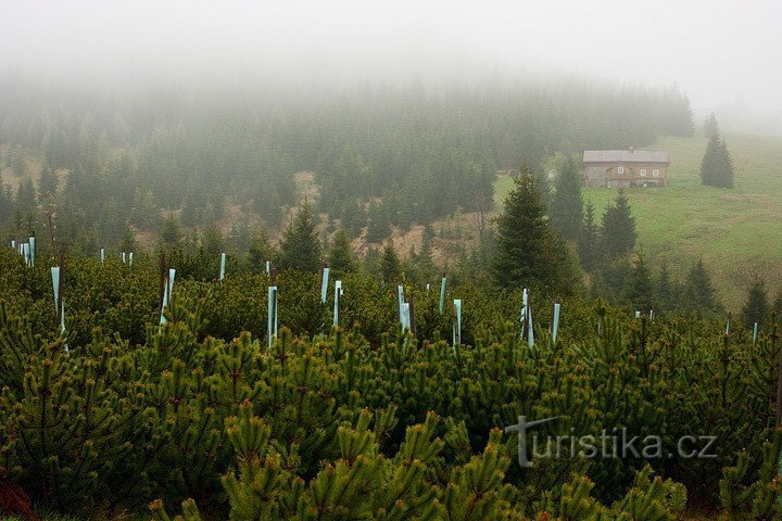 Widok na Bukowiec