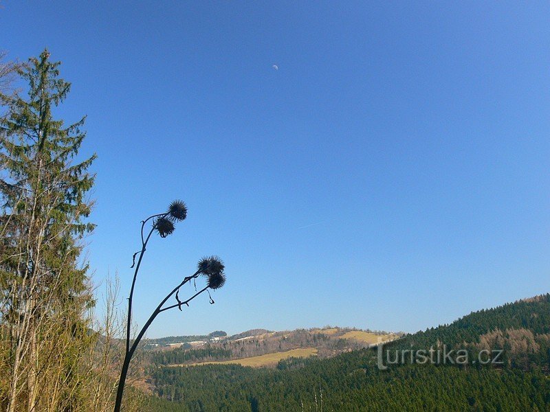 Vista sugli alberi di Javorník