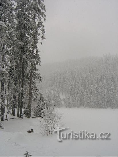 Vedere spre lac: Vedere de la răscrucea de drumuri către lacul Prášilský