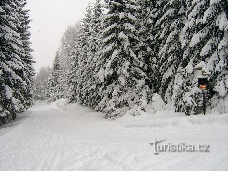 Vue vers le nord : La direction de Prášila