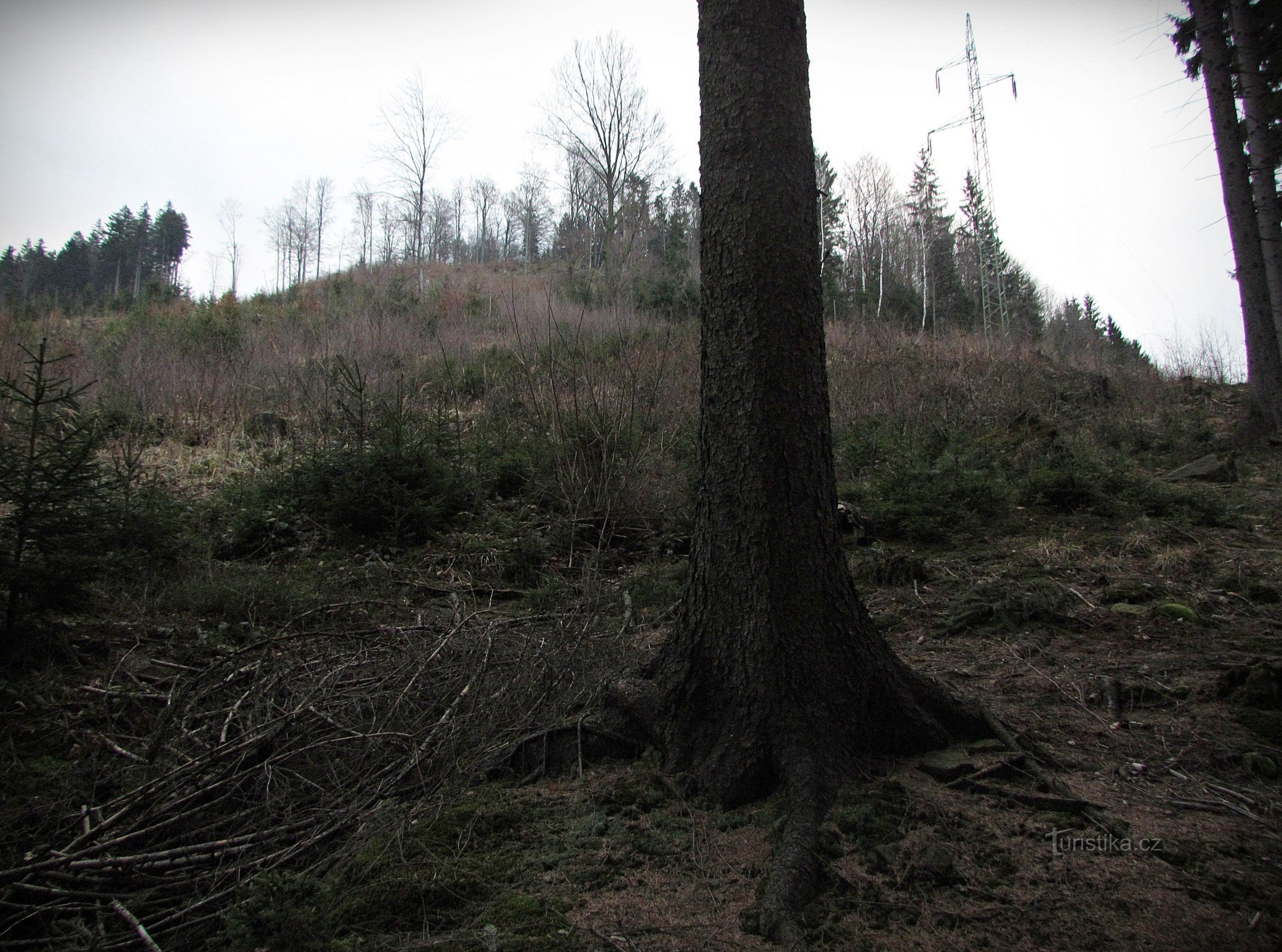 der Blick nach oben von der Straße auf die Lichtungen des Aschenputtels